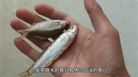 小紅魚